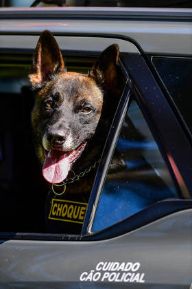 São Paulo, SP - 19.05.2023 -  Canil PM -  Treinamento de cães no canil da Polícia Militar para apreensão de drogas, artefatos explosivos e imobilização de suspeitos. Foto Edu Garcia/R7