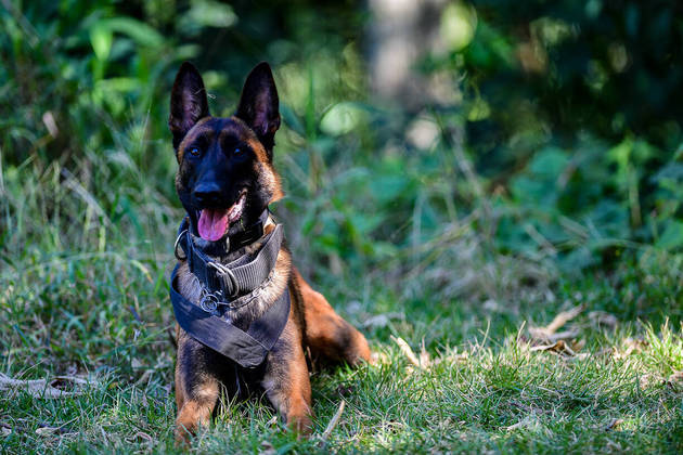 São Paulo, SP - 19.05.2023 -  Canil PM -  Treinamento de cães no canil da Polícia Militar para apreensão de drogas, artefatos explosivos e imobilização de suspeitos. Foto Edu Garcia/R7