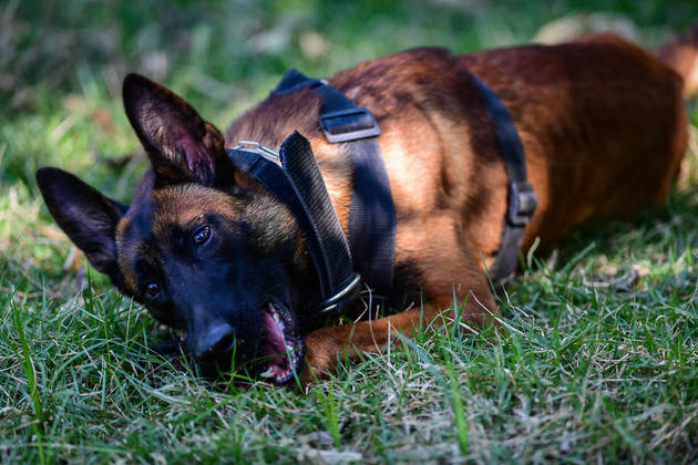 São Paulo, SP - 19.05.2023 -  Canil PM -  Treinamento de cães no canil da Polícia Militar para apreensão de drogas, artefatos explosivos e imobilização de suspeitos. Foto Edu Garcia/R7