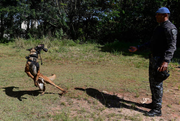 São Paulo, SP - 19.05.2023 -  Canil PM -  Treinamento de cães no canil da Polícia Militar para apreensão de drogas, artefatos explosivos e imobilização de suspeitos. Foto Edu Garcia/R7