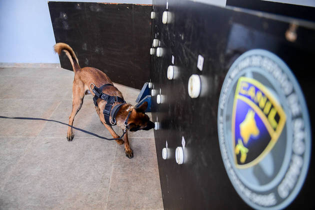 São Paulo, SP - 19.05.2023 -  Canil PM -  Treinamento de cães no canil da Polícia Militar para apreensão de drogas, artefatos explosivos e imobilização de suspeitos. Foto Edu Garcia/R7