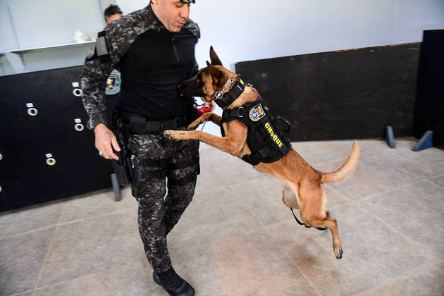 São Paulo, SP - 19.05.2023 -  Canil PM -  Treinamento de cães no canil da Polícia Militar para apreensão de drogas, artefatos explosivos e imobilização de suspeitos. Foto Edu Garcia/R7