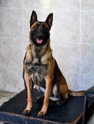 São Paulo, SP - 19.05.2023 -  Canil PM -  Treinamento de cães no canil da Polícia Militar para apreensão de drogas, artefatos explosivos e imobilização de suspeitos. Foto Edu Garcia/R7