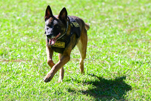 São Paulo, SP - 19.05.2023 -  Canil PM -  Treinamento de cães no canil da Polícia Militar para apreensão de drogas, artefatos explosivos e imobilização de suspeitos. Foto Edu Garcia/R7