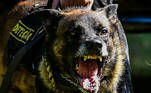 São Paulo, SP - 19.05.2023 -  Canil PM -  Treinamento de cães no canil da Polícia Militar para apreensão de drogas, artefatos explosivos e imobilização de suspeitos. Foto Edu Garcia/R7