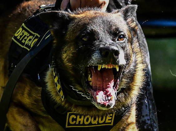 São Paulo, SP - 19.05.2023 -  Canil PM -  Treinamento de cães no canil da Polícia Militar para apreensão de drogas, artefatos explosivos e imobilização de suspeitos. Foto Edu Garcia/R7