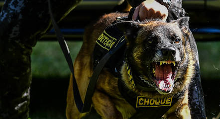Cão apontou para as caixas onde as drogas estavam escondidas