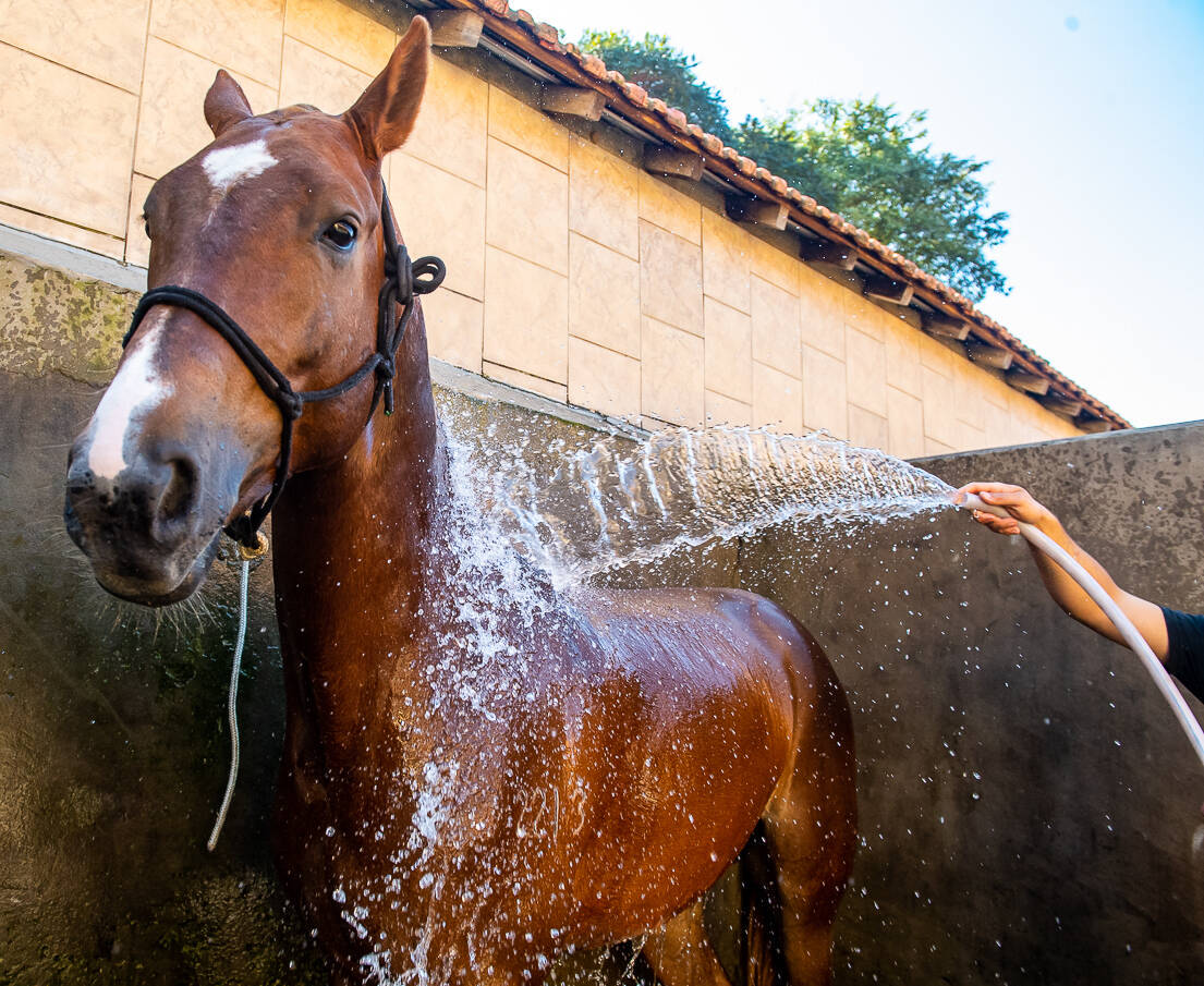 Cavalaria da PM inaugura pista Centauro de Maneabilidade a Cavalo - SSP