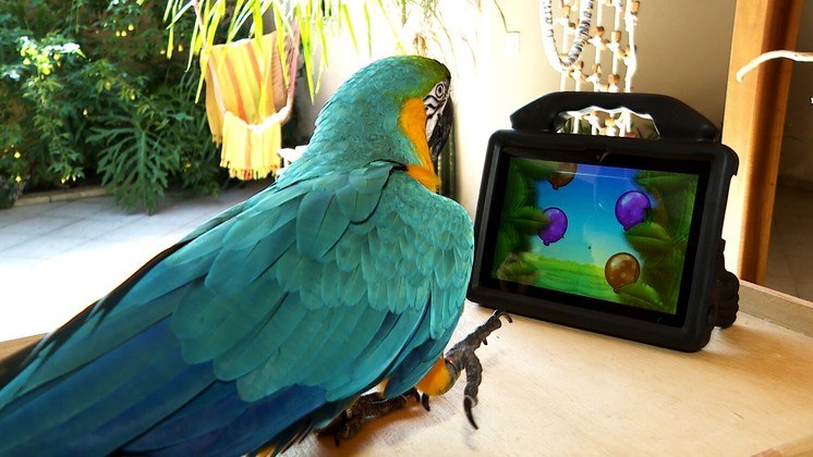 O cérebro das Araras é bem desenvolvido, o que permite compreender comandos e até repetir palavras