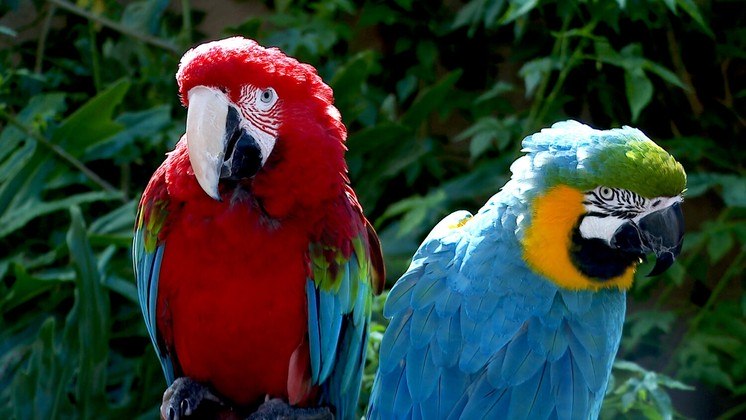 Há 17 espécies de Araras distribuídas pela América Tropical