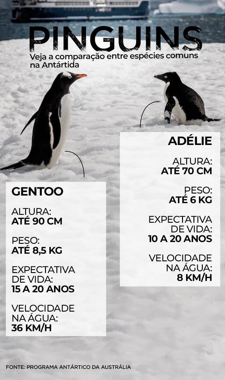 Confira características das espécies da Antártida  (Arte R7)