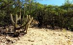 A vegetação tem uma
diversidade de características da Caatinga