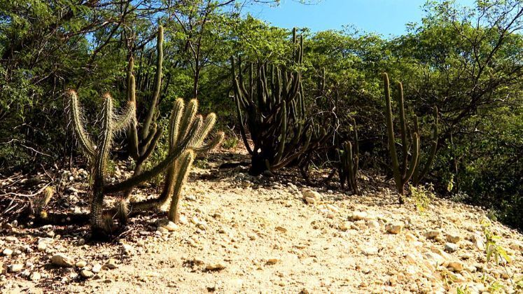 A vegetação tem uma
diversidade de características da Caatinga