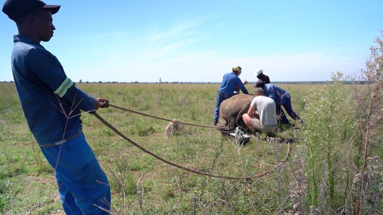 Durante a visita da equipe de reportagem, um dos rinocerontes precisou ser atendido com suspeita de pneumonia. Depois de um check-up, o diagnóstico foi descartado