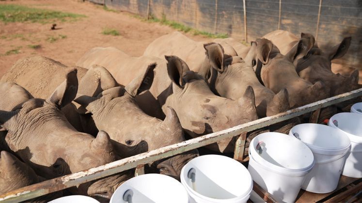 Momento de alimentação dos filhotes com leite, feito da mistura de pó com água morna