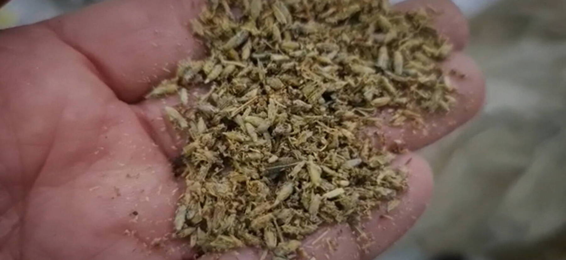 A droga pode ser consumida em diferentes versões (Reprodução/Record TV)