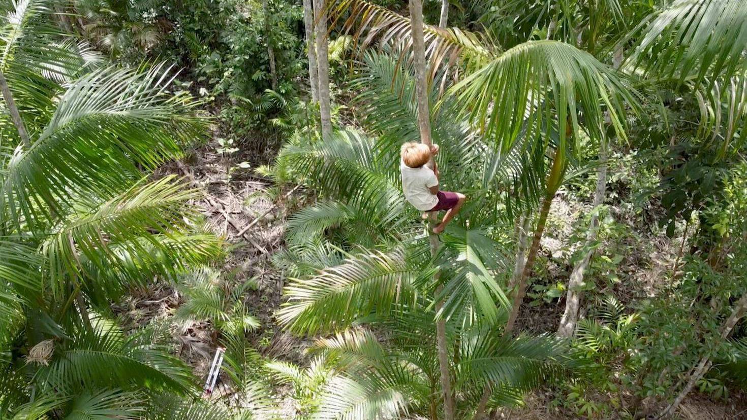 Açaizeiros chegam 15, 20 metros de altura (Reprodução/PlayPlus)