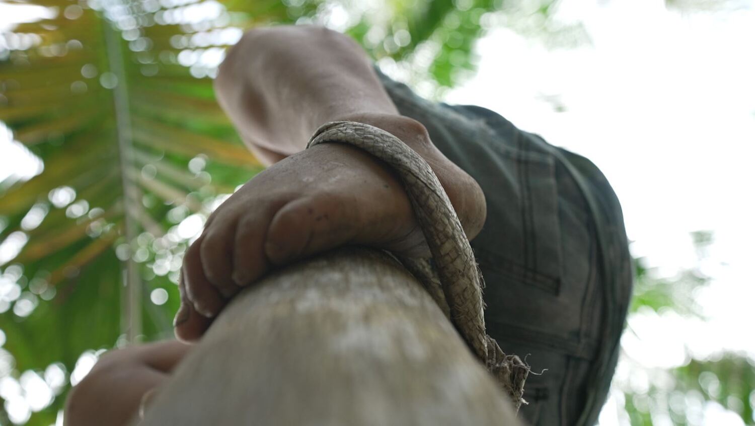 Sem equipamento de segurança, peconheiro sobe na palmeira para retirar cachos de açaí (Reprodução/PlayPlus)