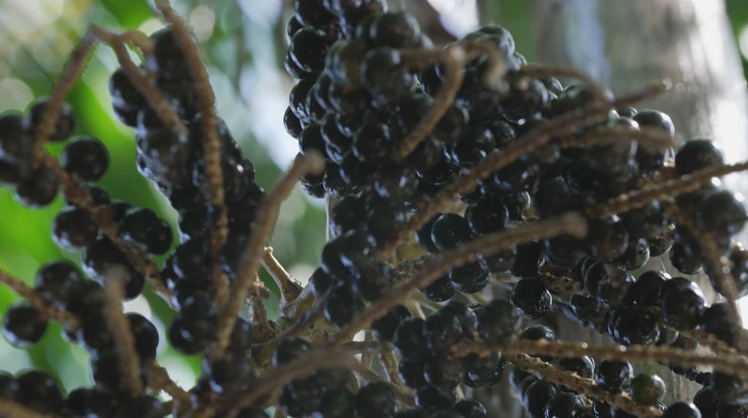 No período da safra, de agosto até o fim de novembro, os professores da região percebem o aumento do número de faltas e a queda no rendimento dos alunos (Reprodução/PlayPlus)