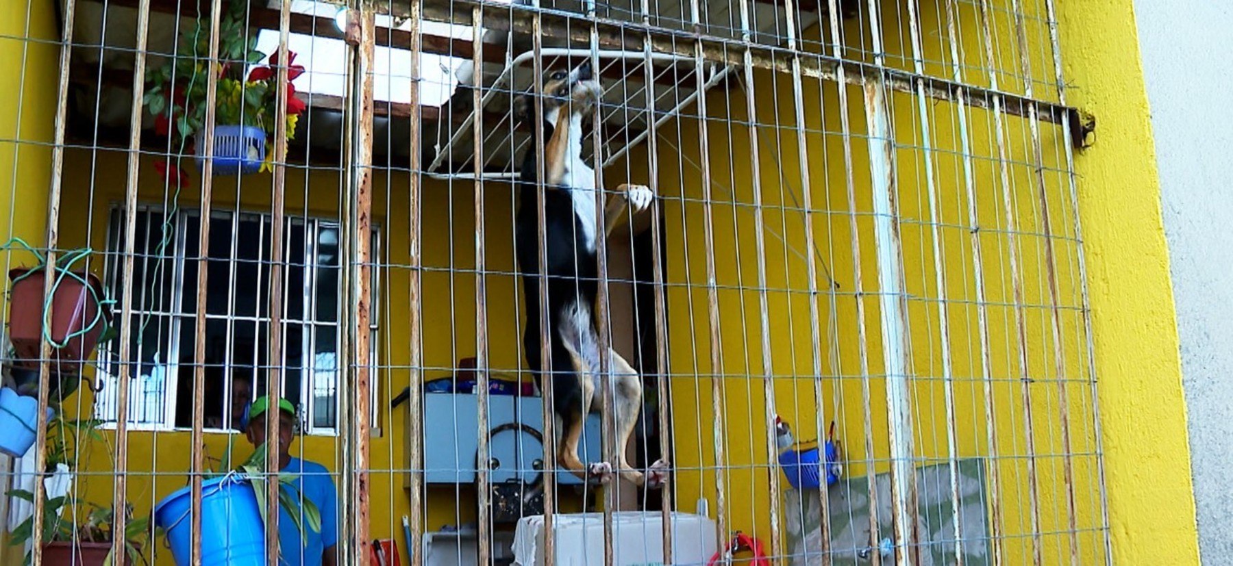 A Mila ficou famosa pela habilidade de escalar o portão de casa (Reprodução/Record TV)