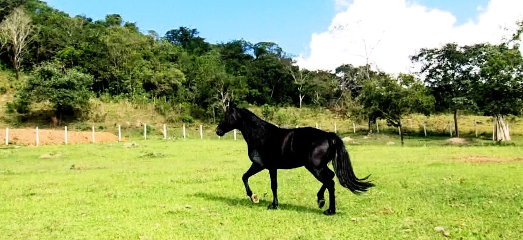 Palácio virou uma estrela nas redes sociais (Reprodução/Record TV)