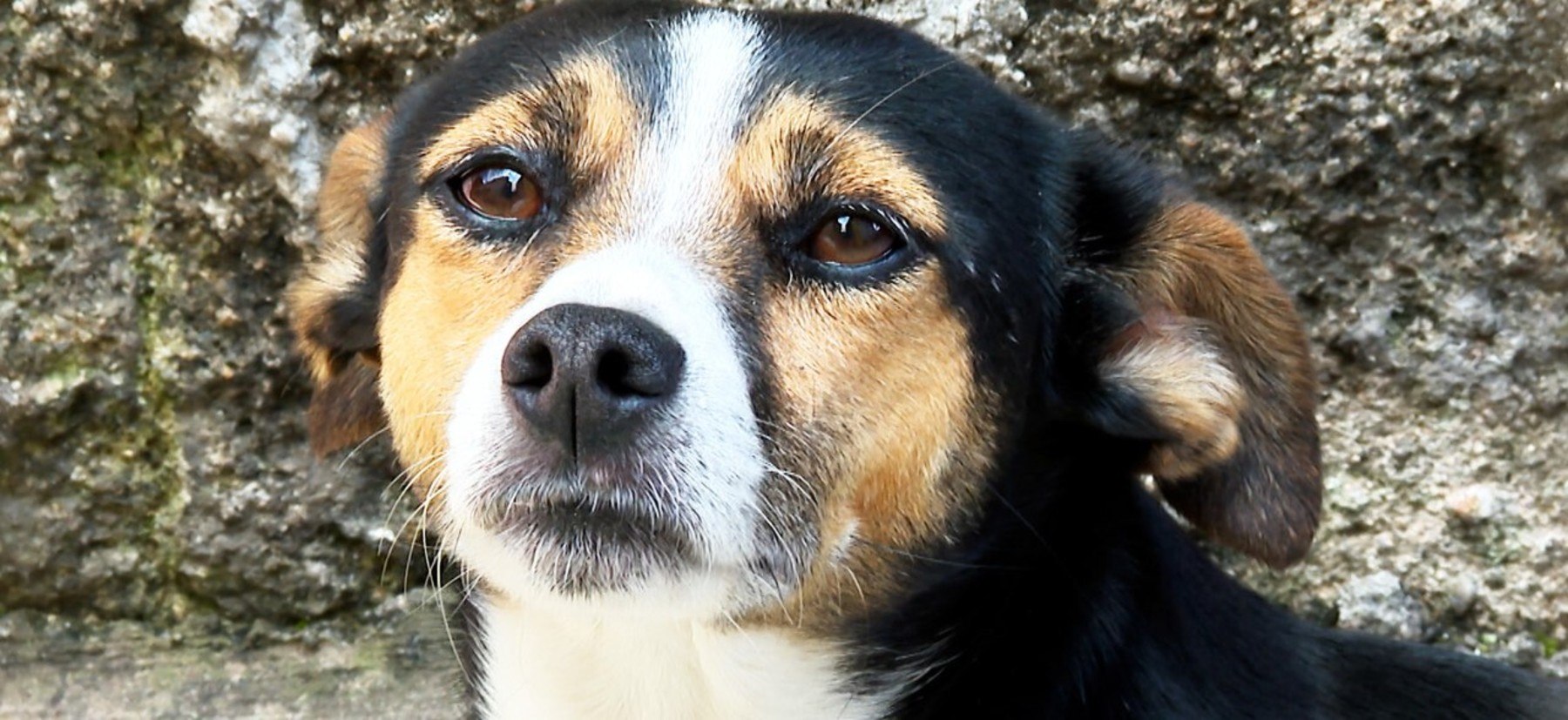 Com essa carinha aí, Mila consegue não levar muitas broncas depois do que apronta (Reprodução/Record TV)