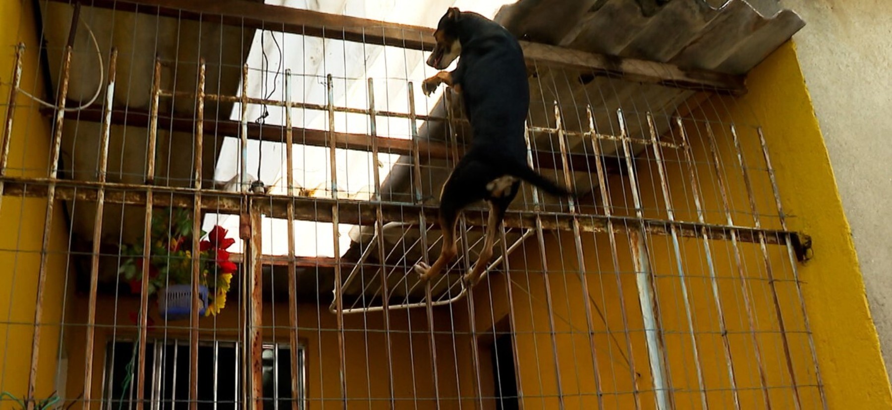 O nível de inteligência do cão depende da raça (Reprodução/Record TV)