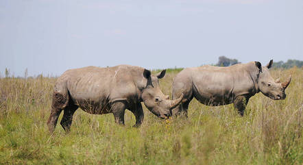 O único predador do rinoceronte é o homem