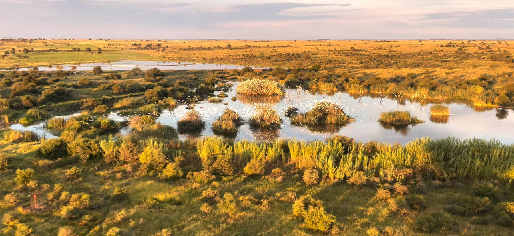 Dono da fazenda tenta conseguir na Justiça o direito de vender os chifres extraídos de maneira responsável (Bruno Lima/Record TV)