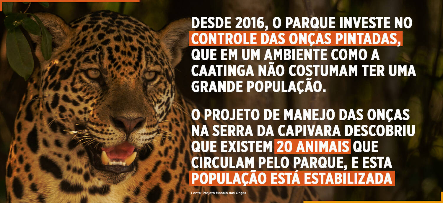 Controle de onças-pintadas (Arte R7)