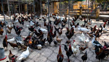 Senado aprova medida provisória que libera R$ 200 milhões para combater gripe aviária 