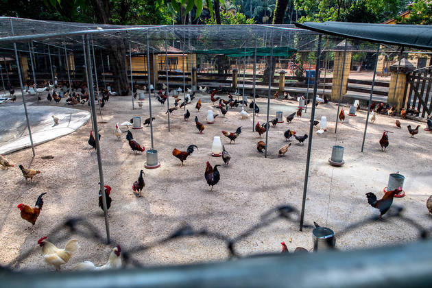 Fuga das galinhas': Parque da Água Branca, em São Paulo, prende aves e  revolta frequentadores - Fotos - R7 São Paulo