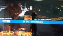 Gato invade câmera que transmitia imagens ao vivo de Kiev, capital da Ucrânia 