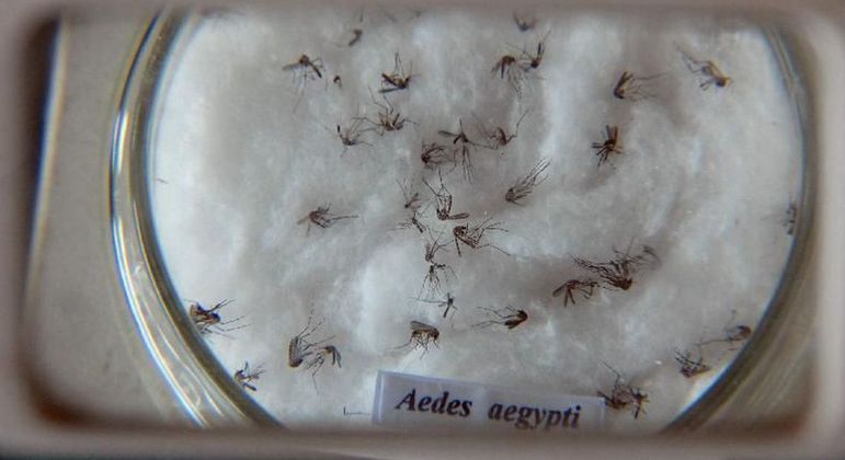 Óbitos por dengue podem superar o maior surto da doença, registrado em 2015