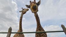 PF apreende 15 girafas e prende duas pessoas em resort safári no RJ