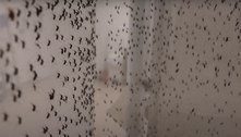 Dengue: Apesar da disparada no RJ, projeto com mosquito manipulado ajuda a reduzir casos em Niterói