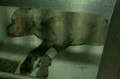 Guerreiro aguarda cirurgia em hospital veterinário