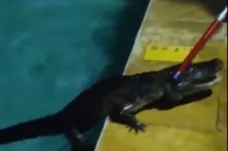 Jacaré foi resgatado de piscina no Recreio dos Bandeirantes
