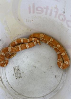 Cobra da espécie corn snake foi apreendida pela polícia
