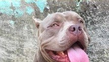 Cachorro morre após ser baleado em briga com cão farejador da PM na zona oeste do Rio