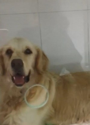 Cachorro se recupera após ter sido baleado durante assalto