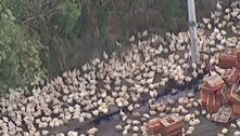 Caminhão tomba, e carga de galinhas vivas se espalha por avenida no Rio