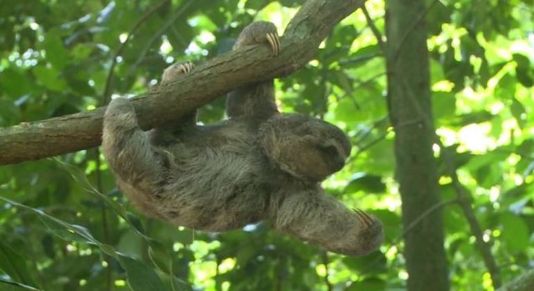 Bicho-preguiça foi devolvido ao habitat natural nesta sexta-feira
