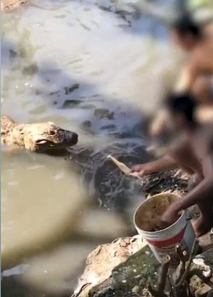 Homens entregam peixes a jacaré
