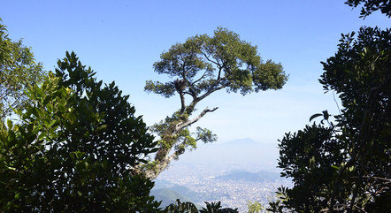 Resultados da pesquisa mostram importância da preservação da Mata Atlântica
