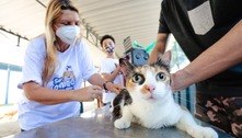 Rio oferece microchipagem e vacina para animais gratuitamente a partir deste sábado (10)