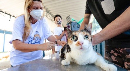 Cães e gatos poderão receber identificação por chip e vacina