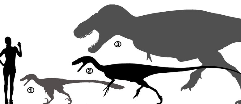 Aratasaurus é maior que velociraptor, mas menor que ser humano e Tyrannosaurus