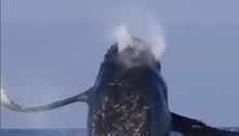 Espetáculo em Niterói: Salto de baleia jubarte surpreende banhistas; veja o vídeo