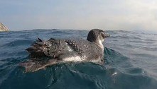 15 pinguins-de-Magalhães são devolvidos ao mar na Argentina após rehab por ingerir plástico